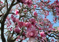 Magnolia hybrid Jane / Világosrózsaszín liliomfa